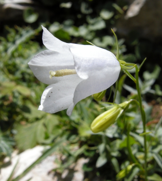 Campanula scheuchzeri / Campanula di Scheuchzer